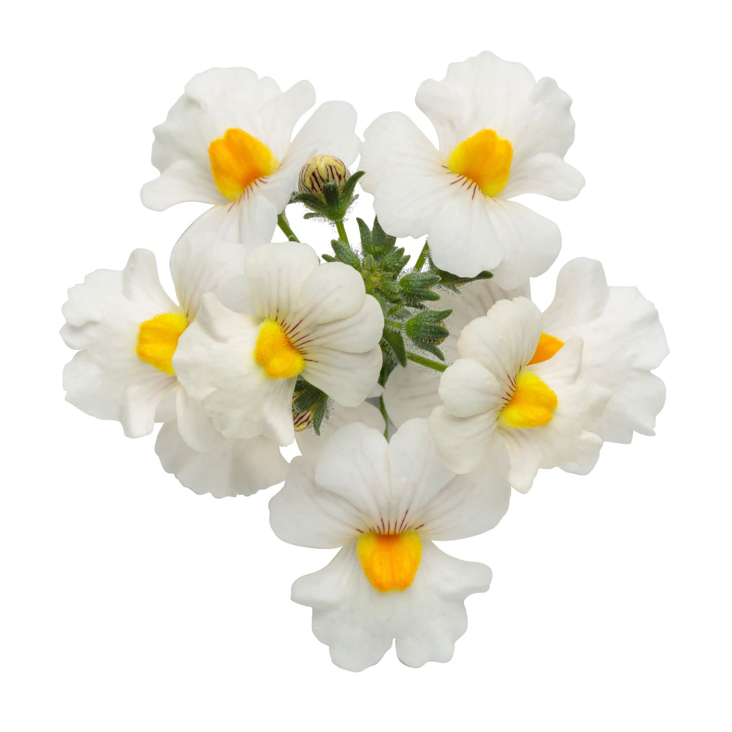 Sunsatia® Coconut Nemesia (Nemesia hybrid)