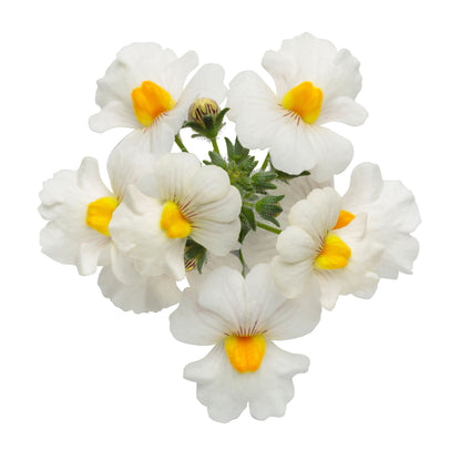 Sunsatia® Coconut Nemesia (Nemesia hybrid)