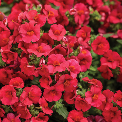 Sunsatia® Cranberry Red Nemesia (Nemesia hybrid)