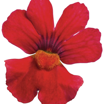 Sunsatia® Cranberry Red Nemesia (Nemesia hybrid)