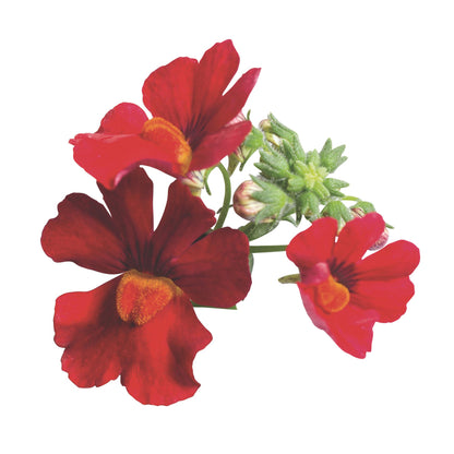 Sunsatia® Cranberry Red Nemesia (Nemesia hybrid)