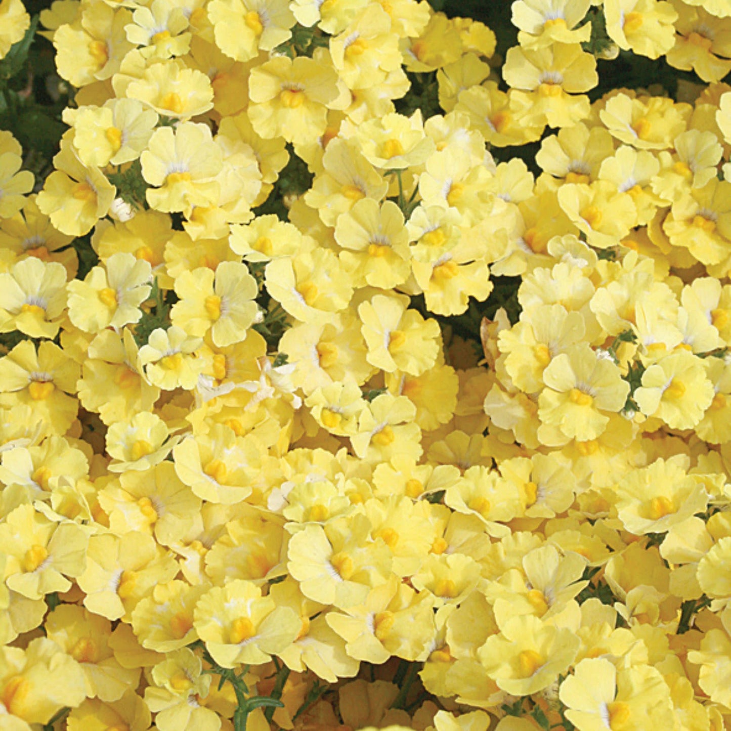 Sunsatia® Lemon Nemesia (Nemesia hybrid)