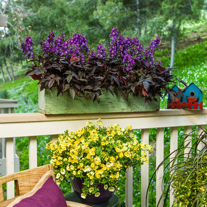 Sunsatia Lemon Nemesia in use.