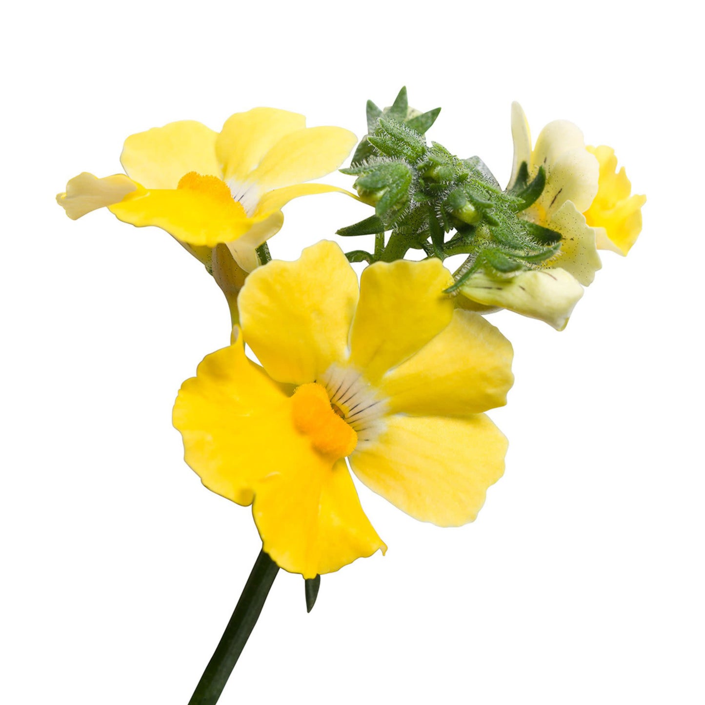 Sunsatia® Lemon Nemesia (Nemesia hybrid)