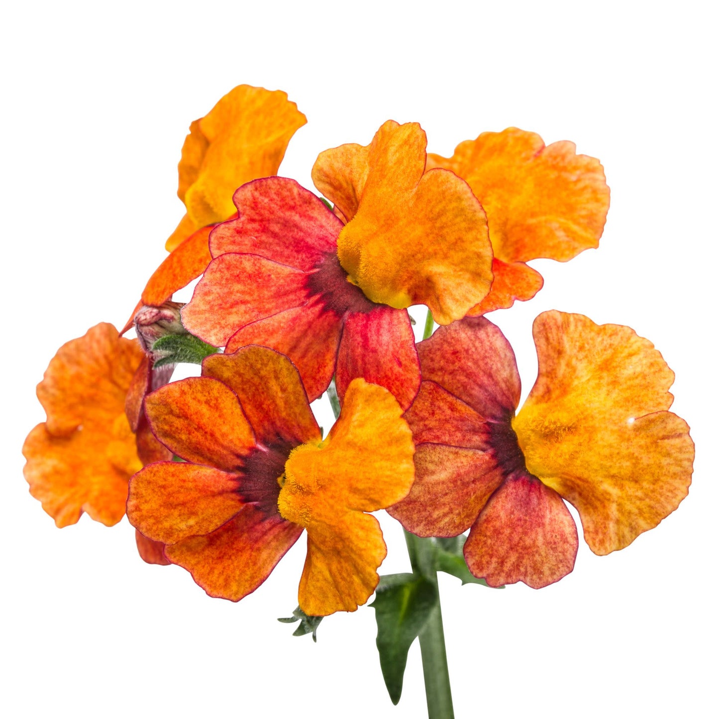 Sunsatia® Blood Orange™ Nemesia (Nemesia hybrid)