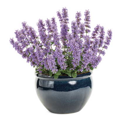 'Cat's Pajamas' Catmint (Nepeta hybrid)