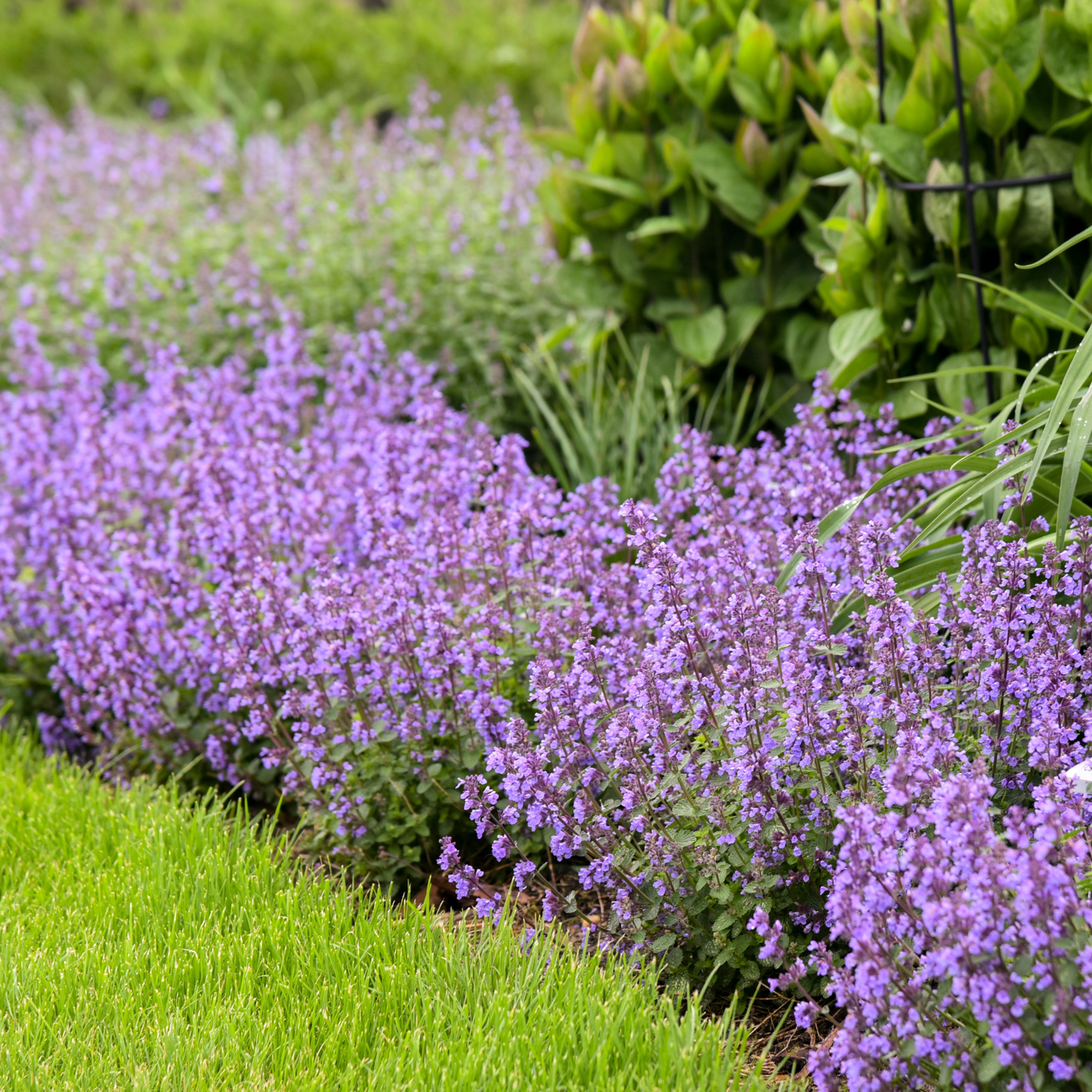 'Cat's Pajamas' Catmint (Nepeta hybrid)