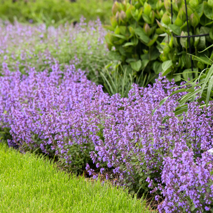 'Cat's Pajamas' Catmint (Nepeta hybrid)