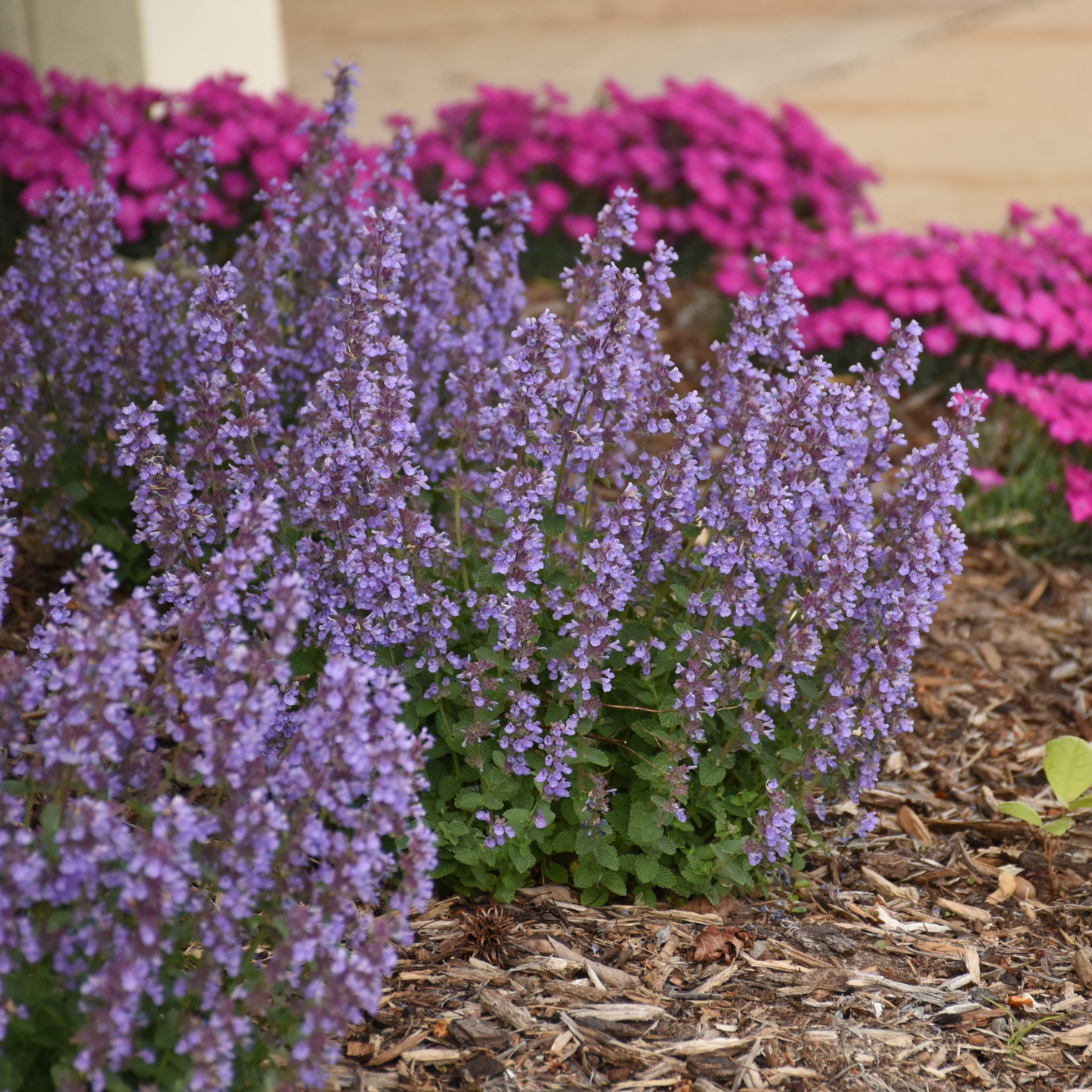 'Cat's Pajamas' Catmint (Nepeta hybrid)