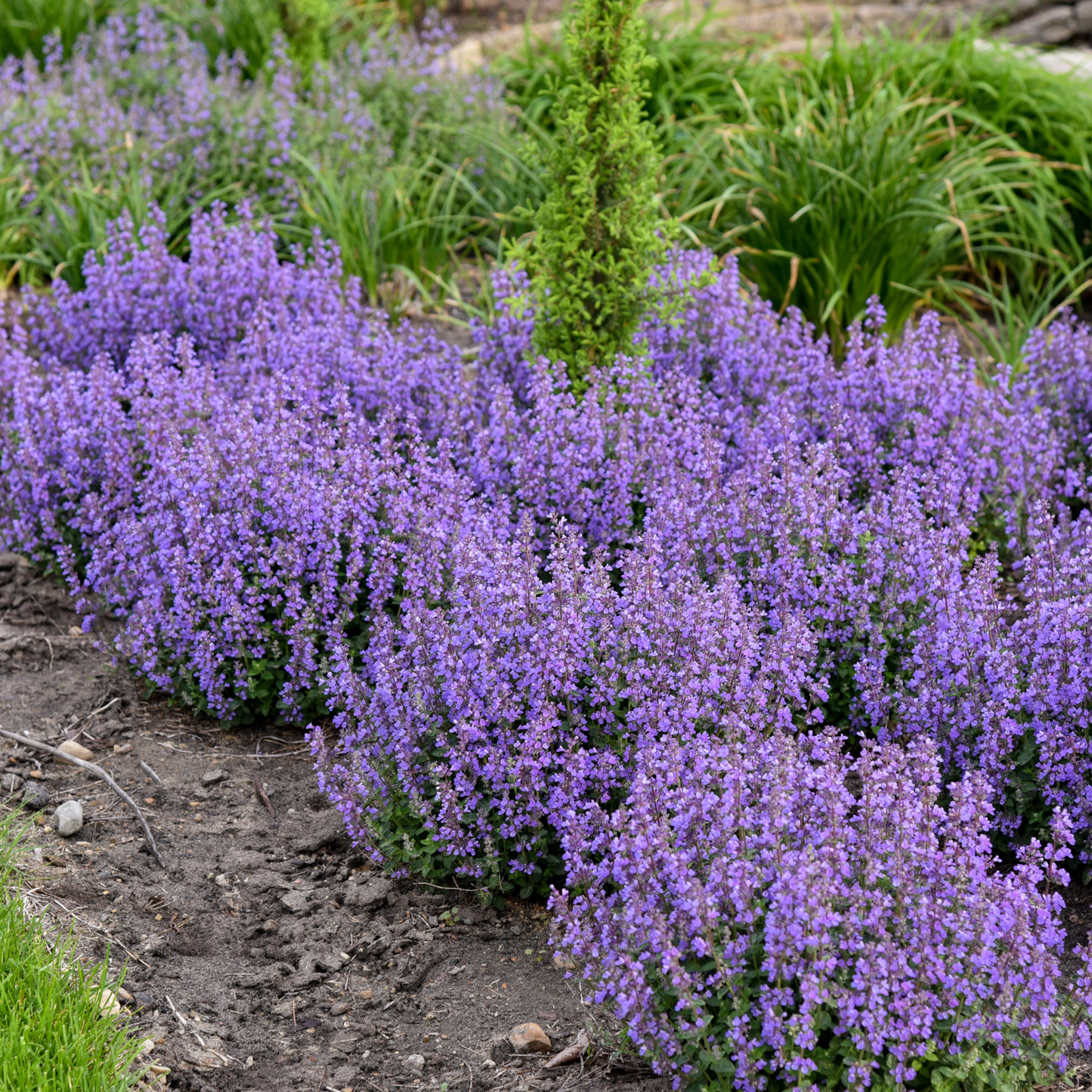 'Cat's Pajamas' Catmint (Nepeta hybrid)