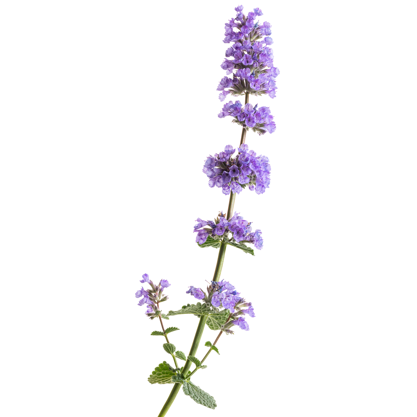 'Cat's Pajamas' Catmint (Nepeta hybrid)