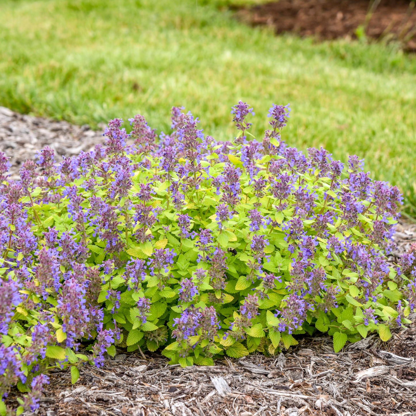 'Lemon Purrfection' Catmint (Nepeta hybrid) | Proven Winners® New Variety 2026
