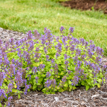 'Lemon Purrfection' Catmint (Nepeta hybrid) | Proven Winners® New Variety 2026