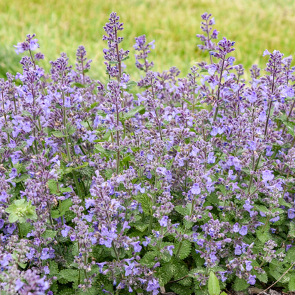 'Catwalk Queen' Catmint (Nepeta hybrid) | Proven Winners® New Variety 2026