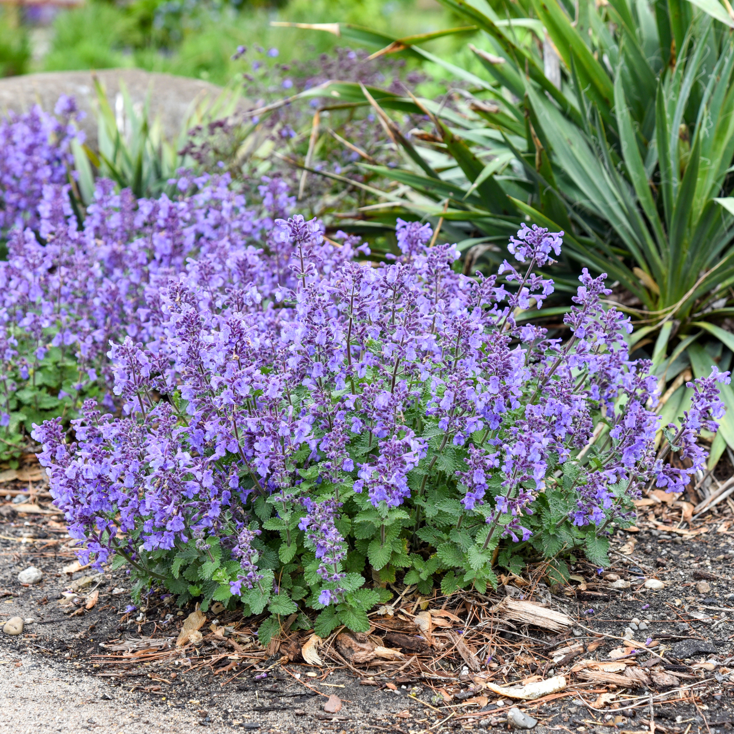 'Catwalk Queen' Catmint (Nepeta hybrid) | Proven Winners® New Variety 2026