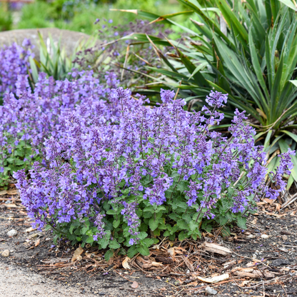 'Catwalk Queen' Catmint (Nepeta hybrid) | Proven Winners® New Variety 2026
