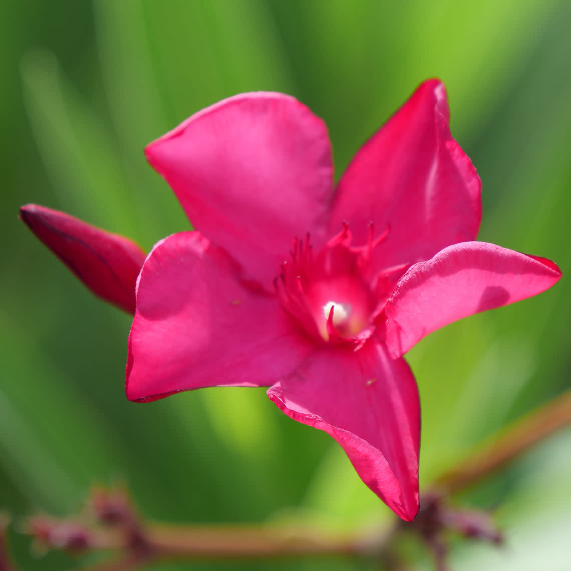 Oleander | Austin Pretty Limits® | Proven Winners® Shrubs – Proven