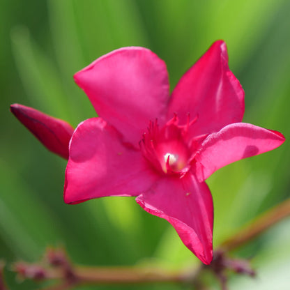 Austin Pretty Limits Austin Pretty Limits Oleander up close.