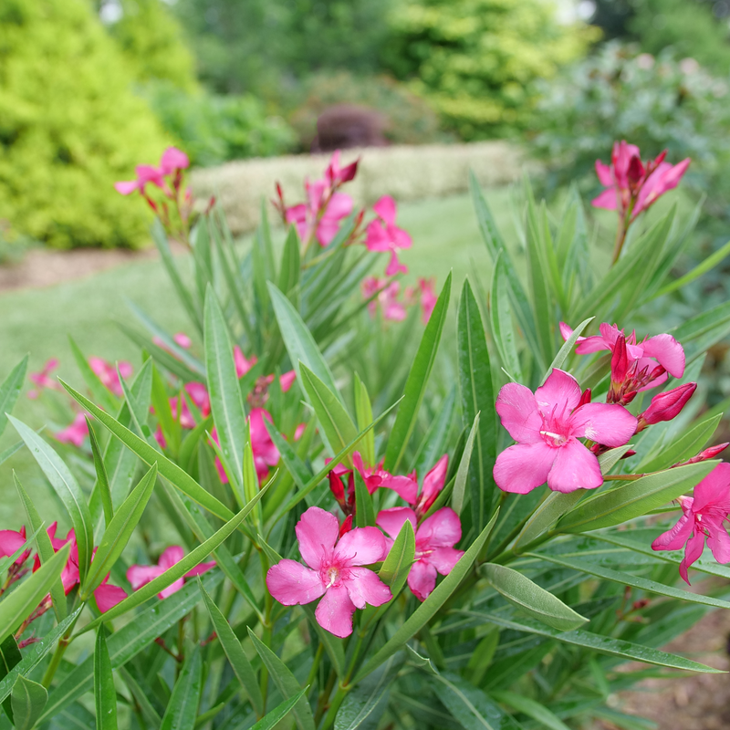 Oleander | Austin Pretty Limits®