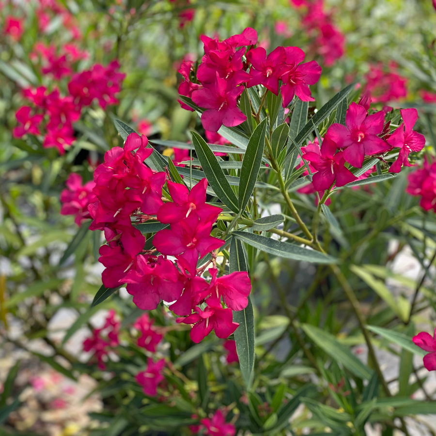 Austin Pretty Limits Austin Pretty Limits Oleander in focus.