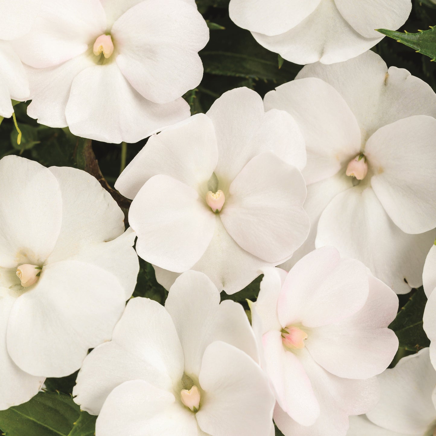 Limited Edition Royale™ | Proven Selections® SunPatiens® Compact Classic White Impatiens (x hybrida)