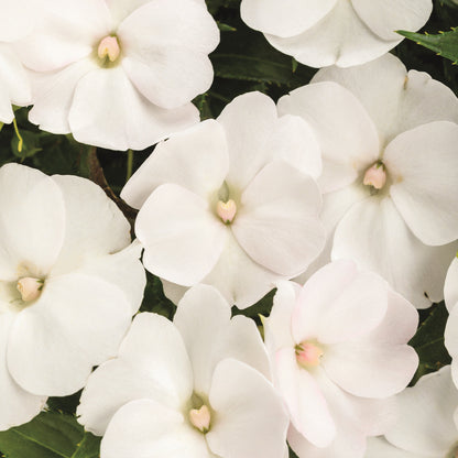 Limited Edition Royale™ | Proven Selections® SunPatiens® Compact Classic White Impatiens (x hybrida)