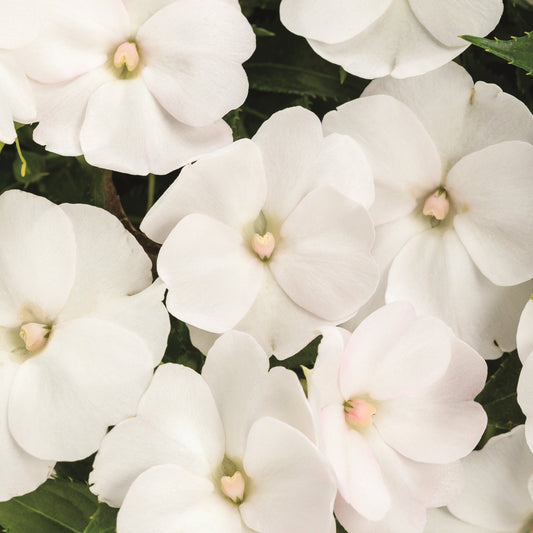 Limited Edition Royale™ | Proven Selections® SunPatiens® Compact Classic White Impatiens (x hybrida)