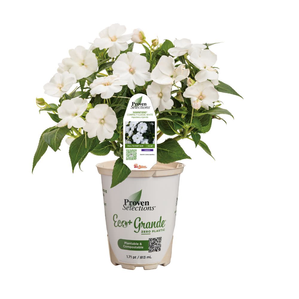 Proven Selections SunPatiens Impatiens - Thumbnail 2