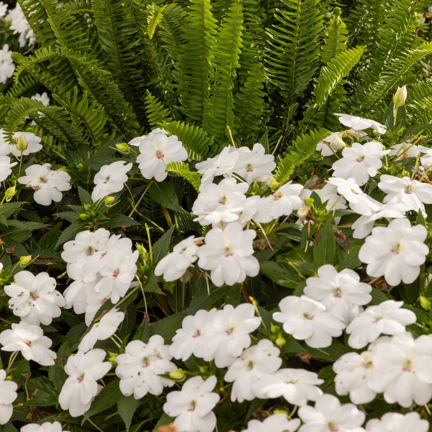 Limited Edition Royale™ | Proven Selections® SunPatiens® Compact Classic White Impatiens (x hybrida)