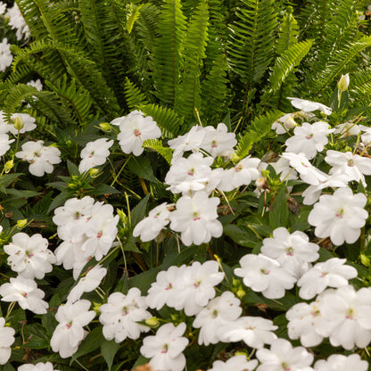 Limited Edition Royale™ | Proven Selections® SunPatiens® Compact Classic White Impatiens (x hybrida)