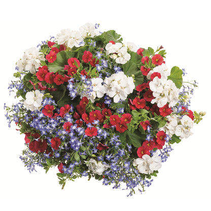 Limited Edition Royale™ | Proven Selections® SunPatiens® Compact Classic White Impatiens (x hybrida)