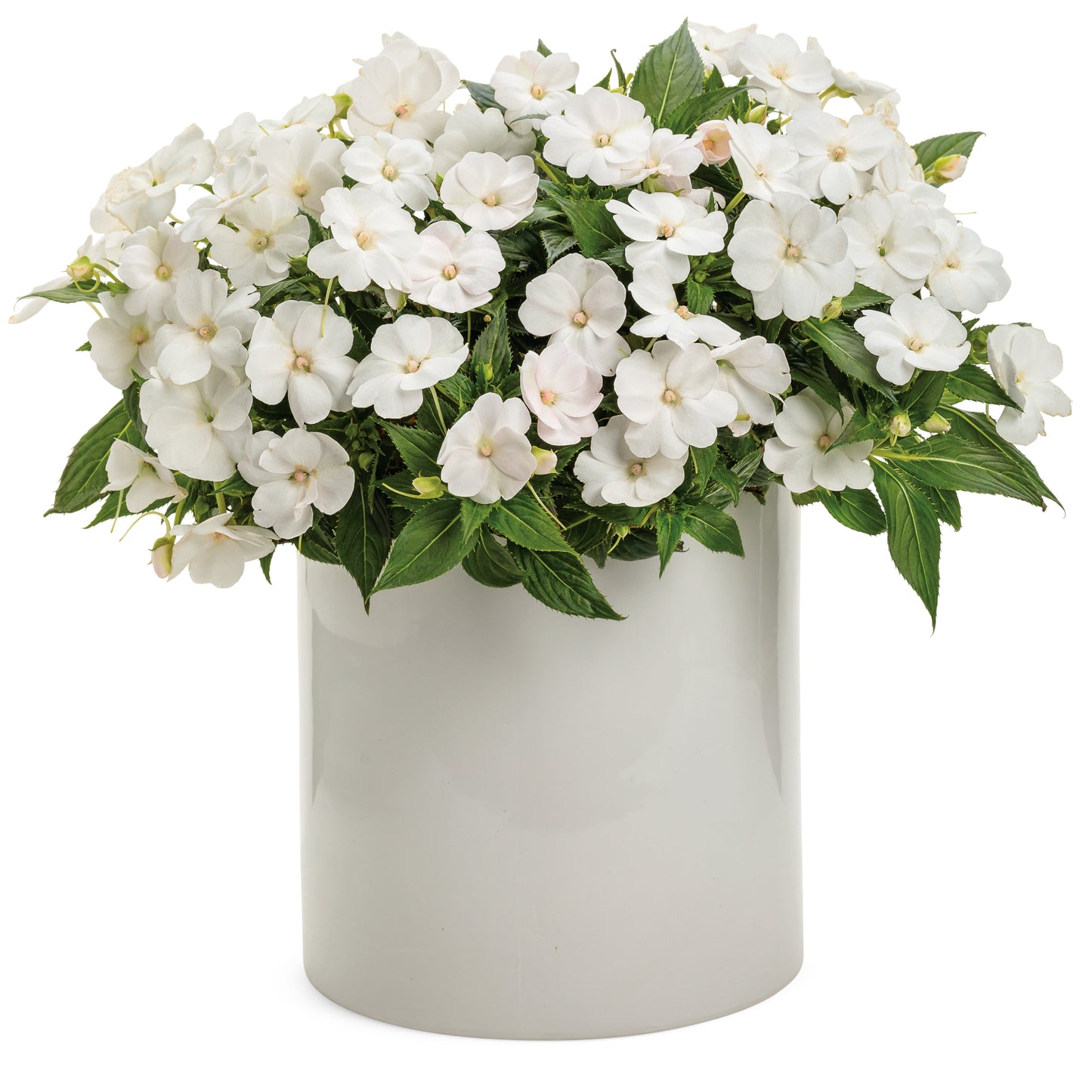 Limited Edition Royale™ | Proven Selections® SunPatiens® Compact Classic White Impatiens (x hybrida)
