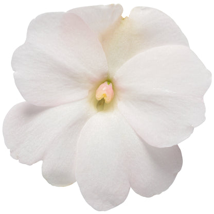 Limited Edition Royale™ | Proven Selections® SunPatiens® Compact Classic White Impatiens (x hybrida)