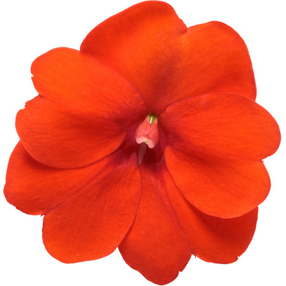 Proven Selections® SunPatiens® Compact Orange Impatiens (x hybrida)