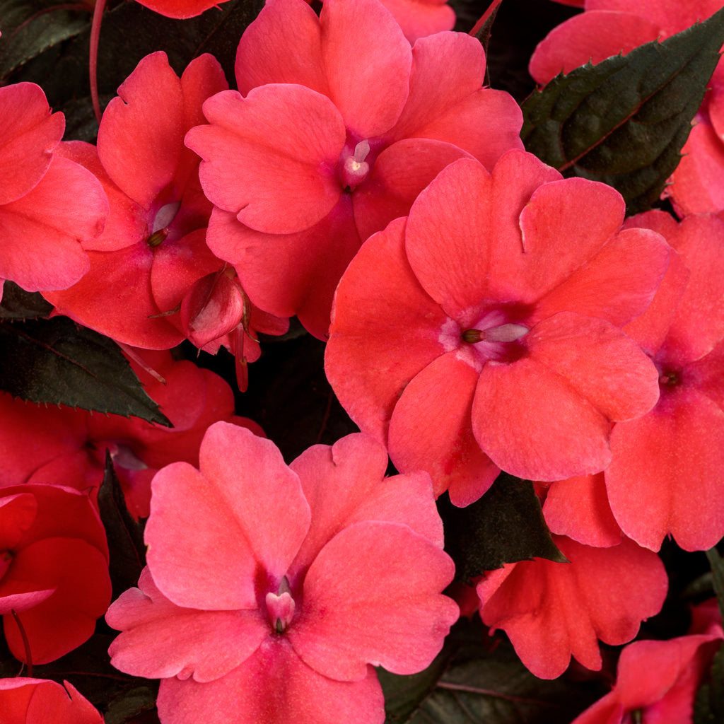 Proven Selections SunPatiens Impatiens - Thumbnail 4