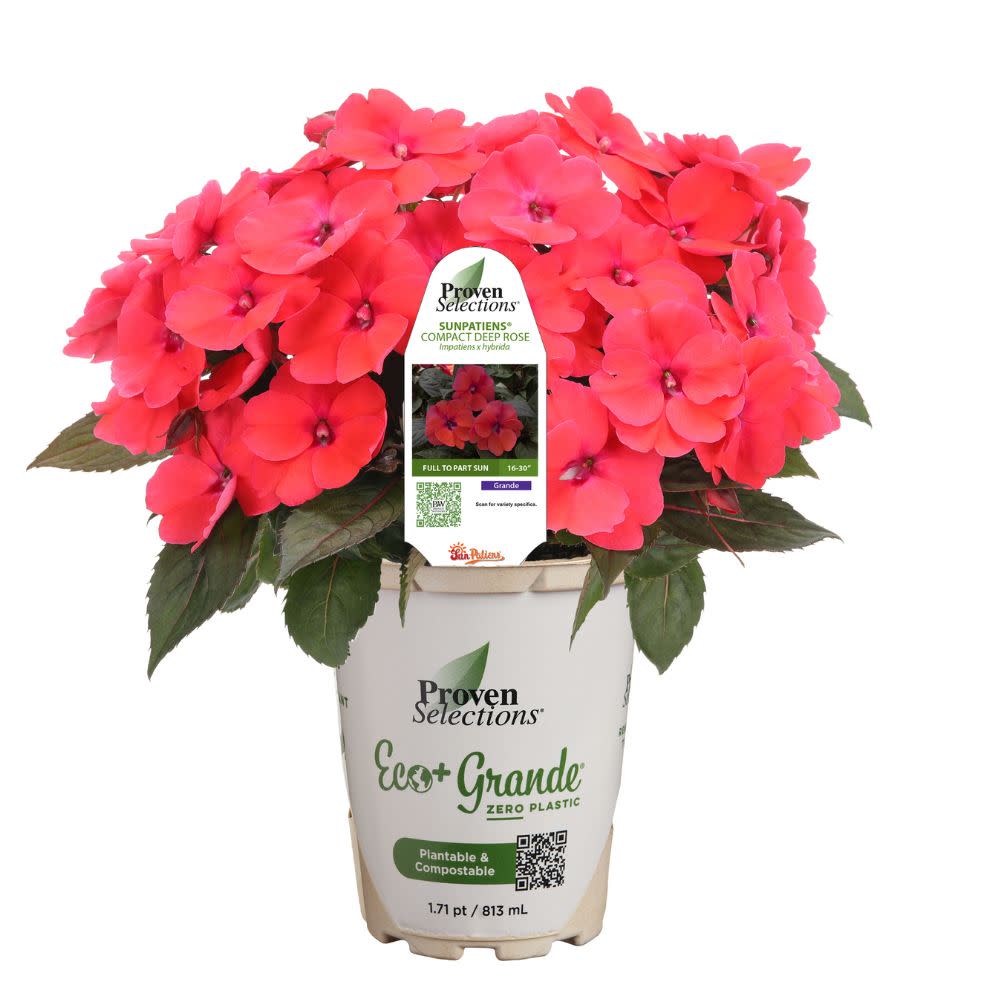 Proven Selections SunPatiens Impatiens