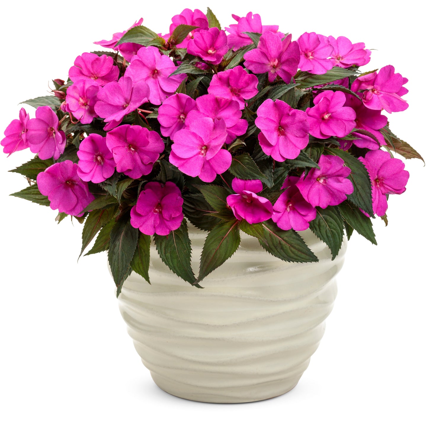 Limited Edition Royale™ | Proven Selections® SunPatiens® Compact Purple Impatiens (x hybrida)