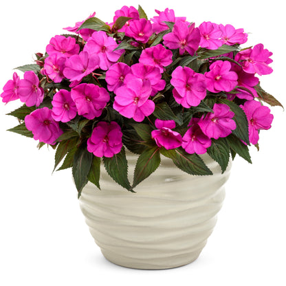 Limited Edition Royale™ | Proven Selections® SunPatiens® Compact Purple Impatiens (x hybrida)