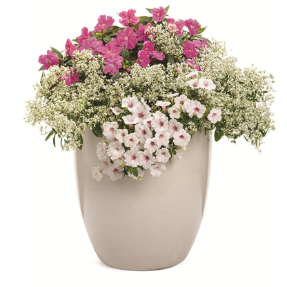 Proven Selections® SunPatiens® Compact Purple Impatiens (Impatiens x hybrida)