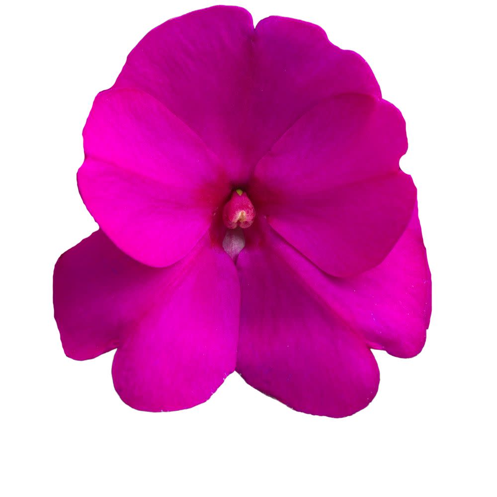 Limited Edition Royale™ | Proven Selections® SunPatiens® Compact Purple Impatiens (x hybrida)