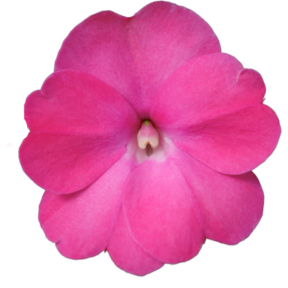 Limited Edition Royale™ | Proven Selections® SunPatiens® Compact Hot Pink Impatiens (x hybrida)