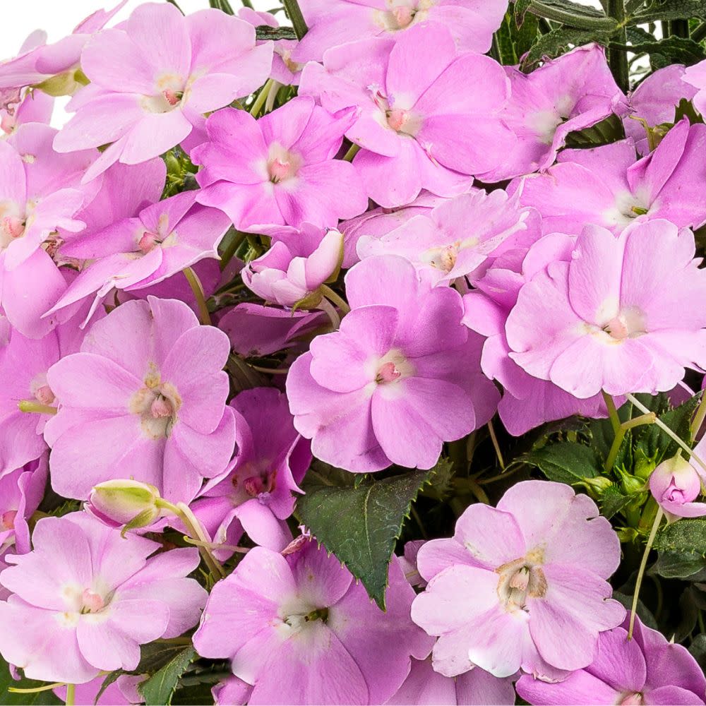 Proven Selections® SunPatiens® Compact Orchid Blush Impatiens (Impatiens x hybrida)