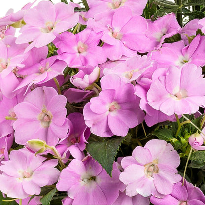 Proven Selections® SunPatiens® Compact Orchid Blush Impatiens (Impatiens x hybrida)
