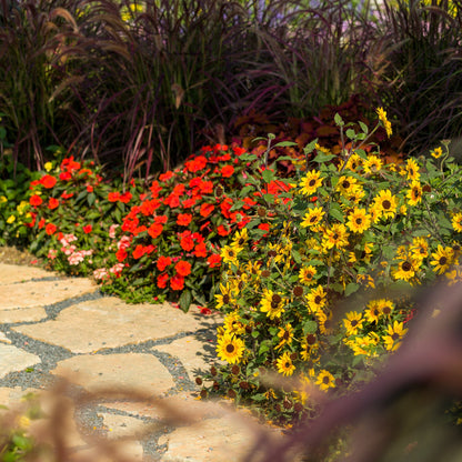 Proven Selections® SunPatiens® Compact Deep Red Impatiens (Impatiens x hybrida)