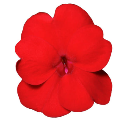 Proven Selections® SunPatiens® Compact Deep Red Impatiens (Impatiens x hybrida)
