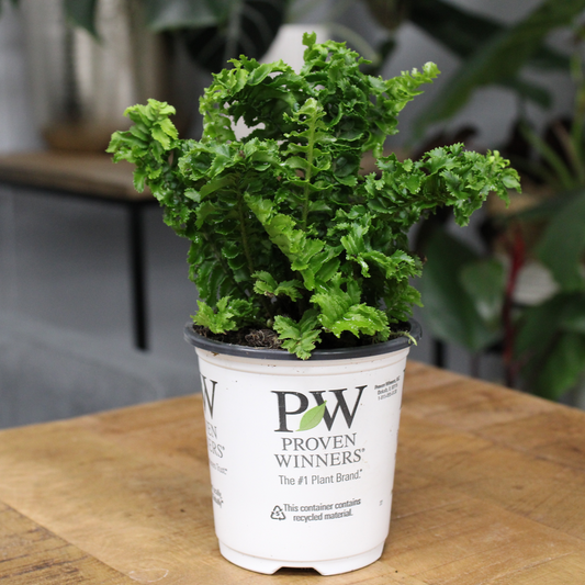 leafjoy littles™ Twirly Whirly™ Fern (Nephrolepis exaltata) - New Proven Winners® Product 2024