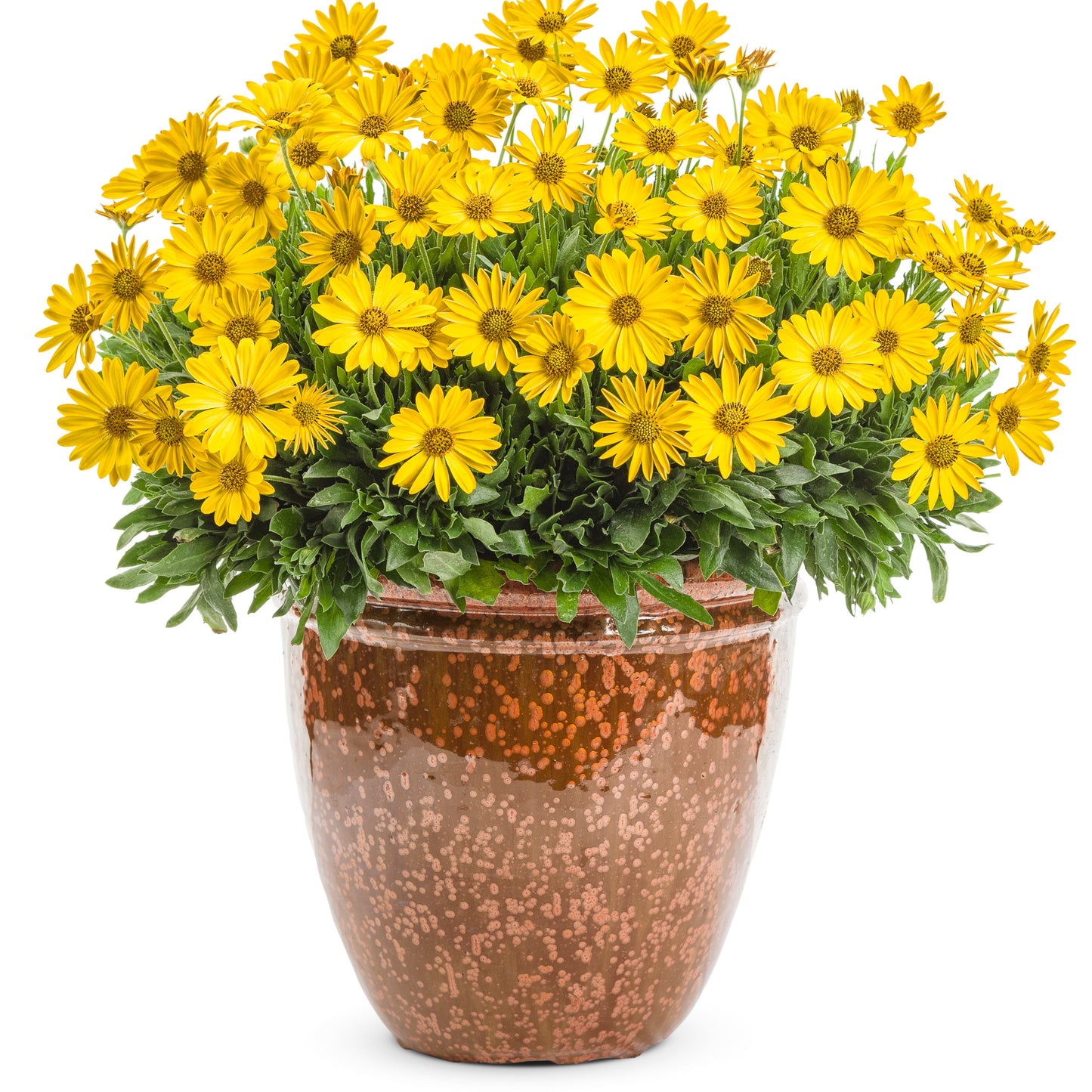 Bright Lights™ Yellow African Daisy (Osteospermum)