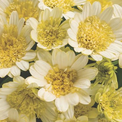 Bright Lights™ Double Moonglow African Daisy (Osteospermum)