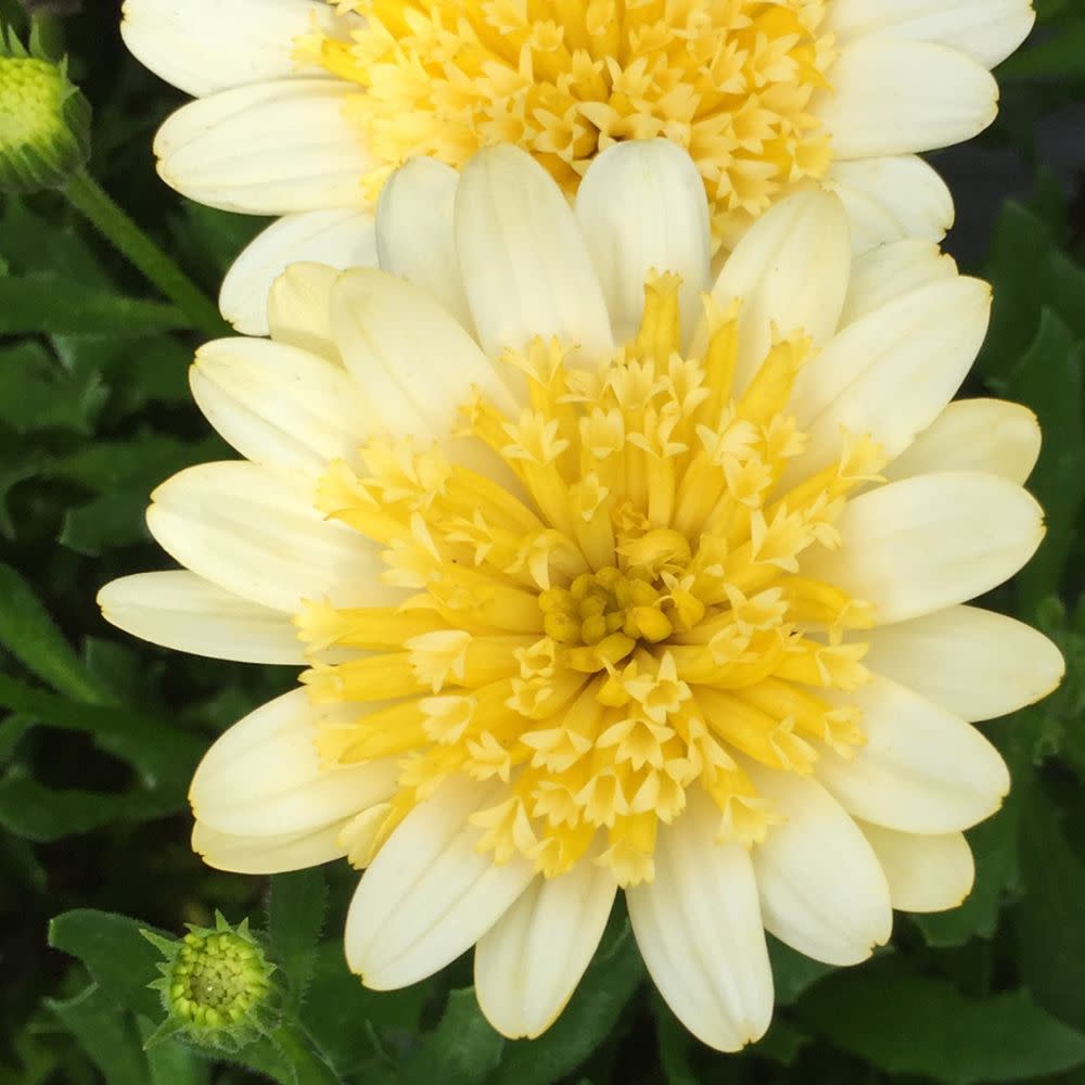 Bright Lights™ Double Moonglow African Daisy (Osteospermum hybrid)