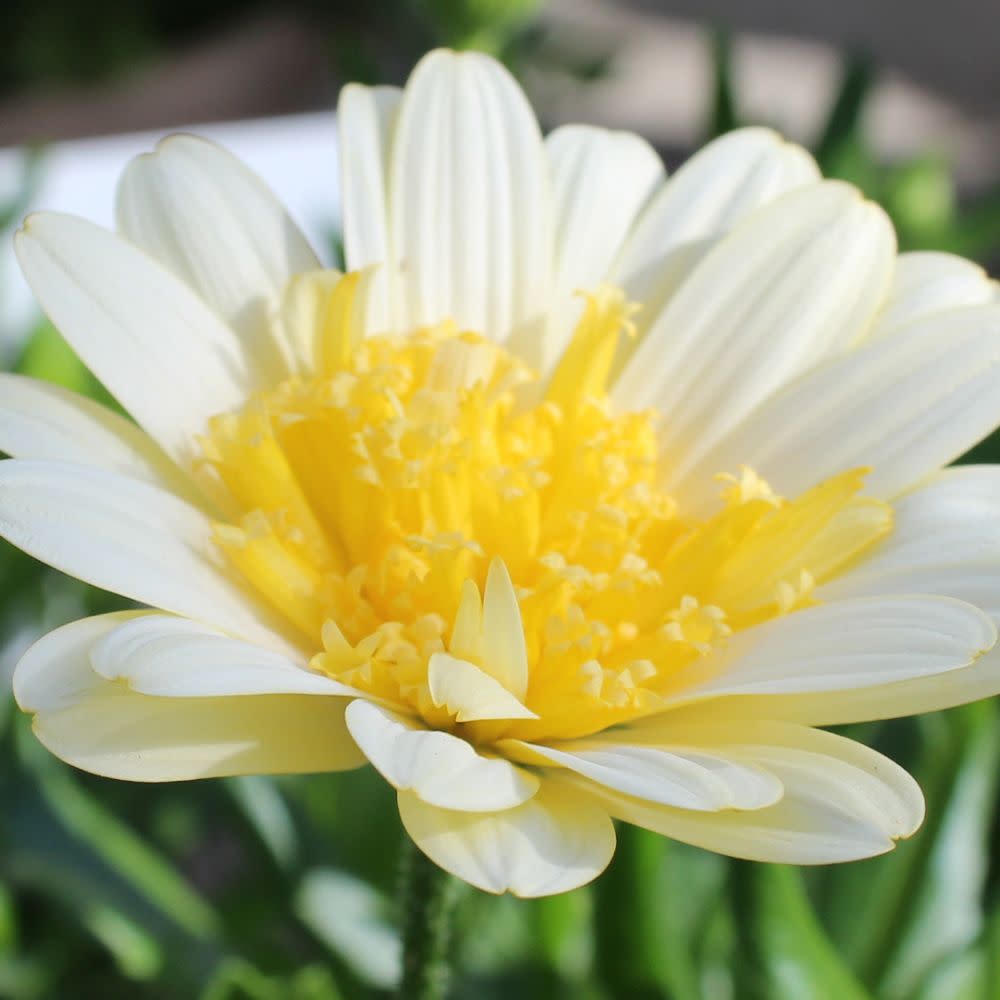 Bright Lights™ Double Moonglow African Daisy (Osteospermum hybrid)